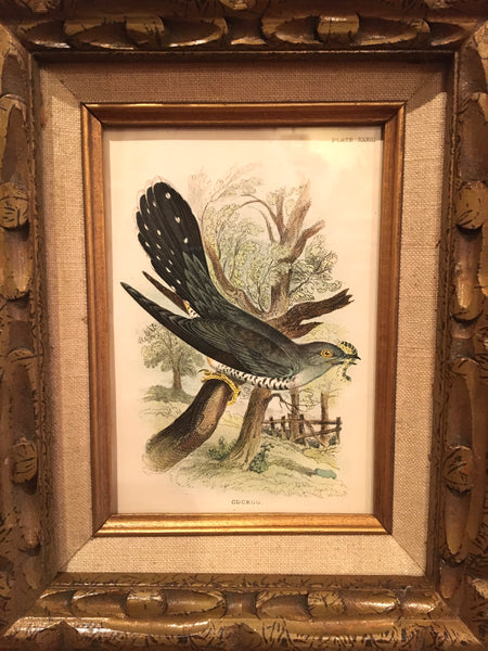 1895 Cuckoo Bird Framed Chromolithograph
