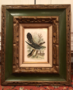 1895 Cuckoo Bird Framed Chromolithograph